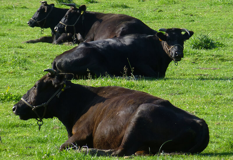 牛一頭仕入れることでお求めやすい価格に